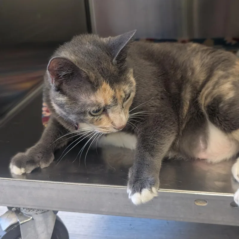 A senior large-sized female Calico Domestic Medium Hair cat named Claudia for adoption in Emporia, KS