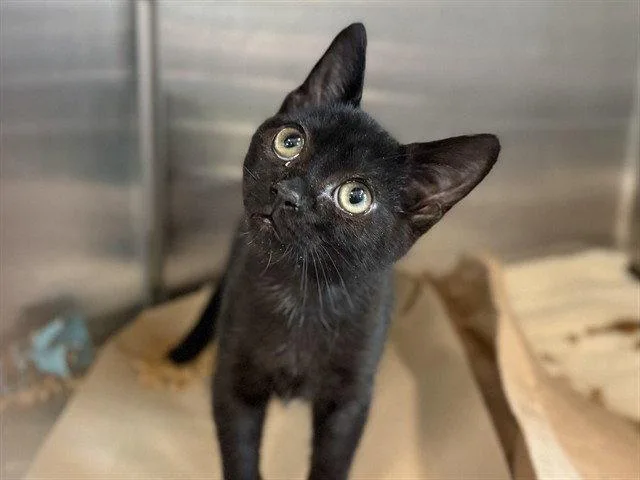 A baby small-sized male Black Domestic Short Hair cat named Circus Peanut for adoption in Tavares, FL