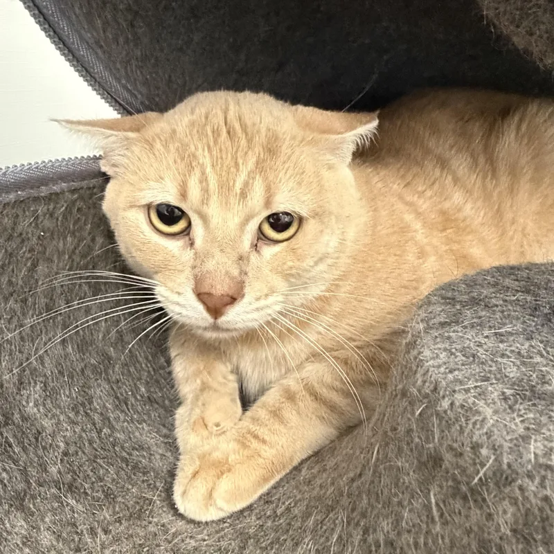 Corn Flakes