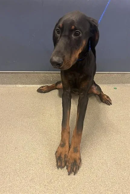 A baby medium-sized female Doberman Pinscher dog named Bailey for adoption in Miami, FL