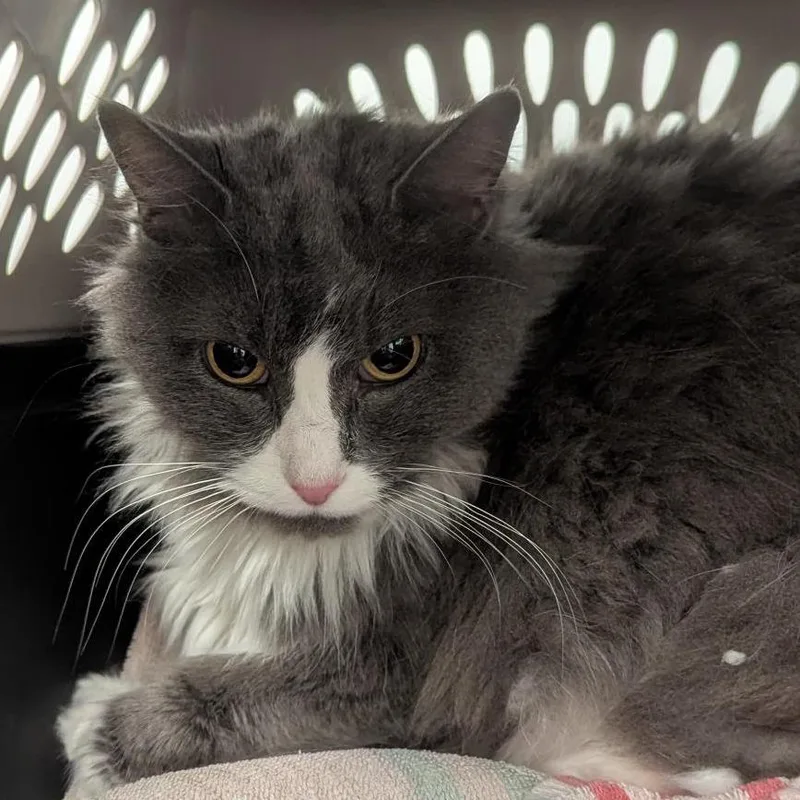 An adult medium-sized female Gray / Blue / Silver Domestic Long Hair cat named Bella for adoption in Bentonville, AR