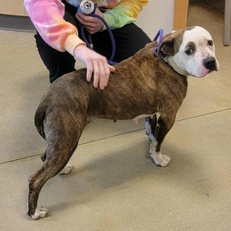An adult medium-sized female Brown / Chocolate Pit Bull Terrier dog named Pink Pantheress for adoption in Baltimore, MD