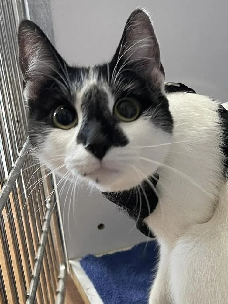 A young medium-sized female Black & White / Tuxedo Domestic Short Hair cat named Moomie for adoption in Bolivar, MO