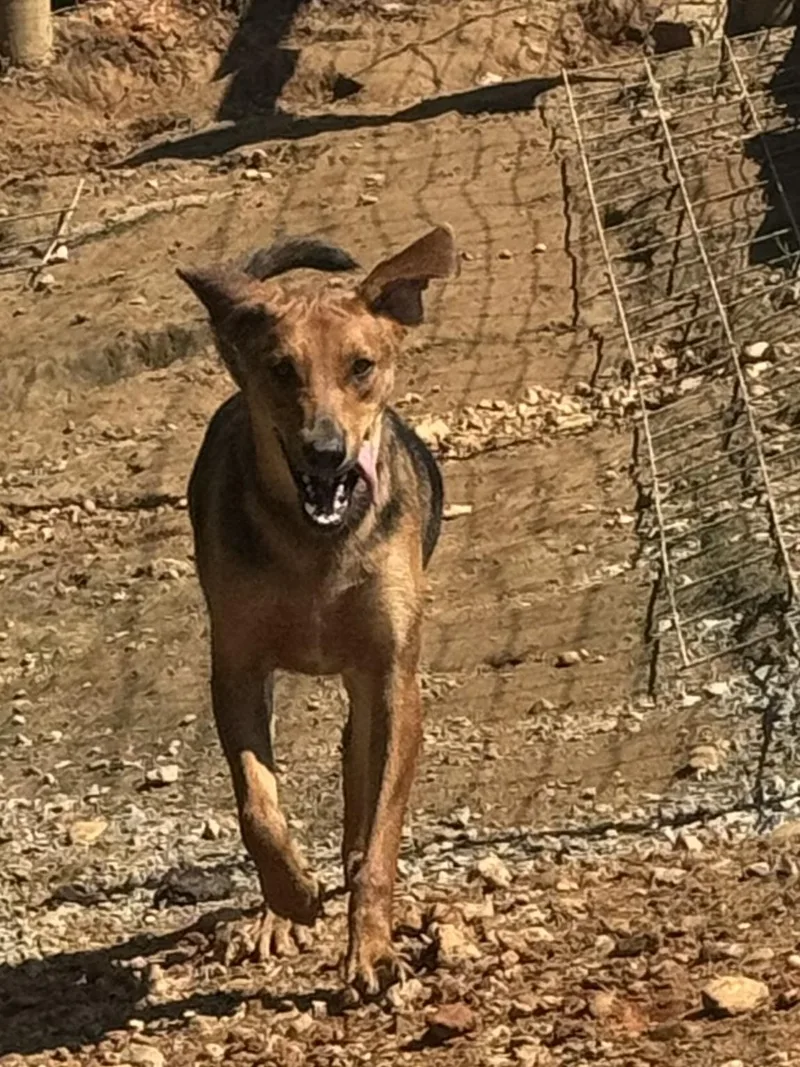 An adult medium-sized male Black and Tan Coonhound dog named Bob for adoption in Holly Springs, MS
