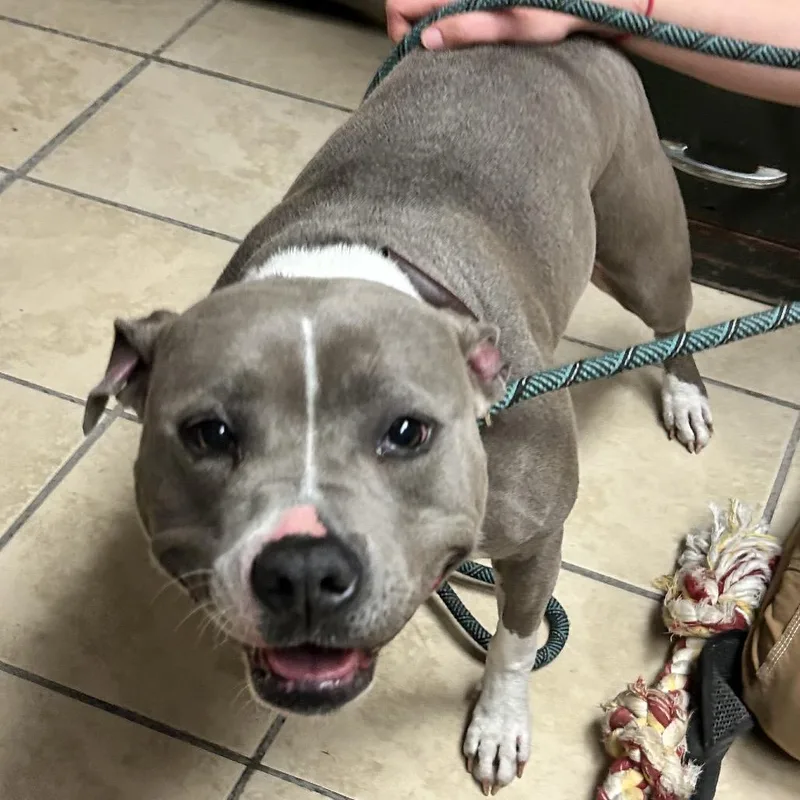 An adult medium-sized female White / Cream Pit Bull Terrier dog named Annika for adoption in Newport, NC