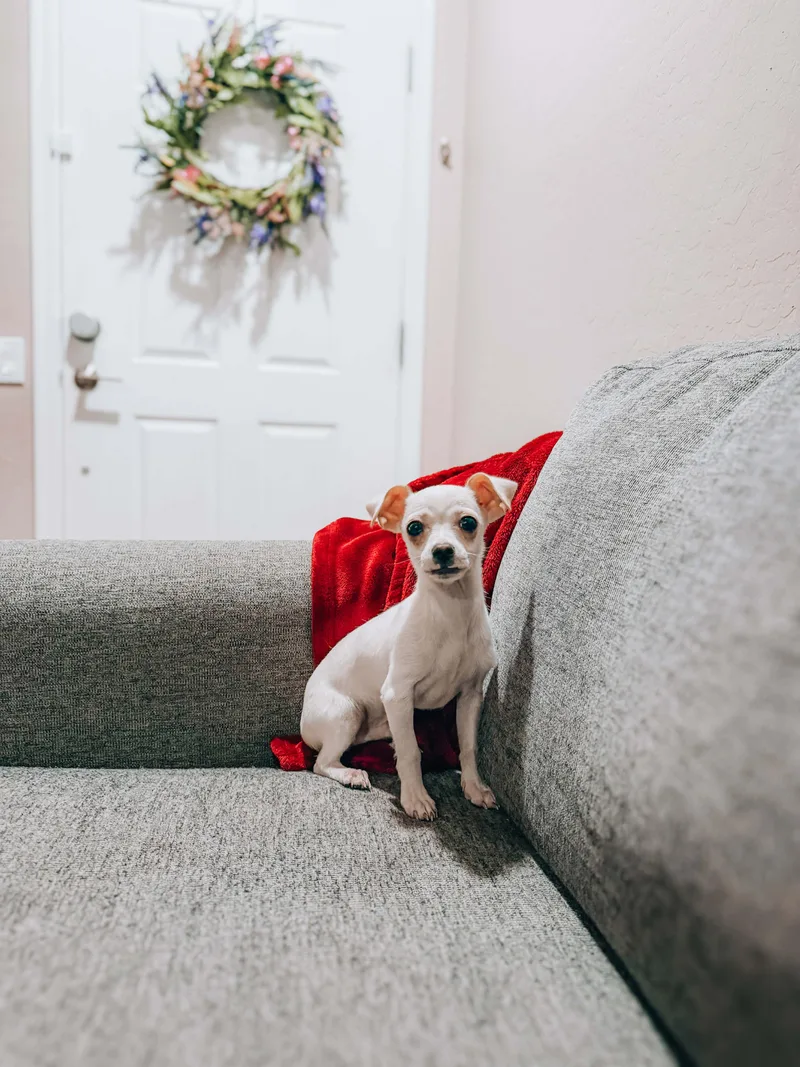 A baby small-sized male Terrier dog named Marshmallow for adoption in Goodyear, AZ