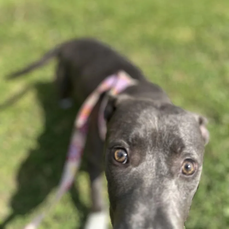 An adult medium-sized female Gray / Blue / Silver Mixed Breed dog named Lex for adoption in Gadsden, AL
