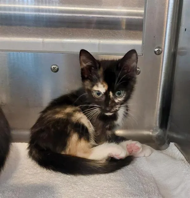 A baby small-sized female Domestic Short Hair cat named A for adoption in Chula Vista, CA