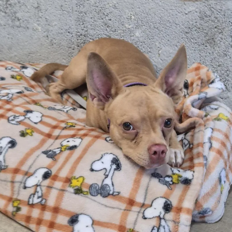 An adult small-sized male Yellow / Tan / Blond / Fawn Chihuahua dog named Stratford for adoption in Austin, TX