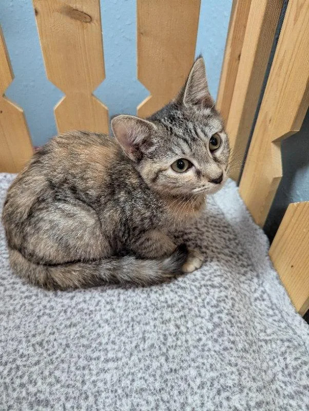 A young medium-sized female Tabby cat named Faith for adoption in Ocala, FL