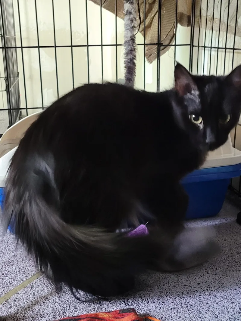 Ziggy thumbnail 4