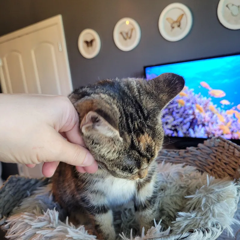 A young medium-sized female Torbie Domestic Short Hair cat named Stinkerbelle for adoption in Whitestown, IN