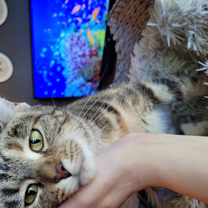 Stinkerbelle thumbnail 3
