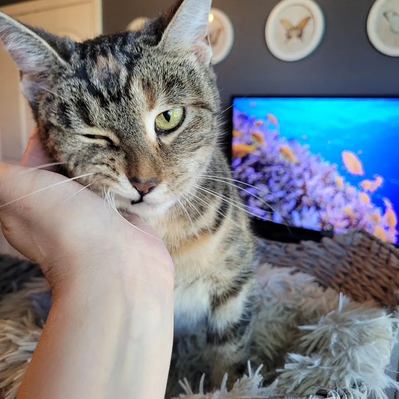 Stinkerbelle thumbnail 6