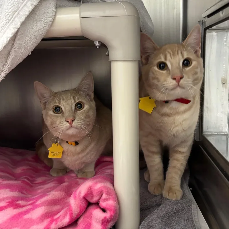 A young medium-sized male Buff / Tan / Fawn Domestic Short Hair cat named Odyssey for adoption in Springfield, MA
