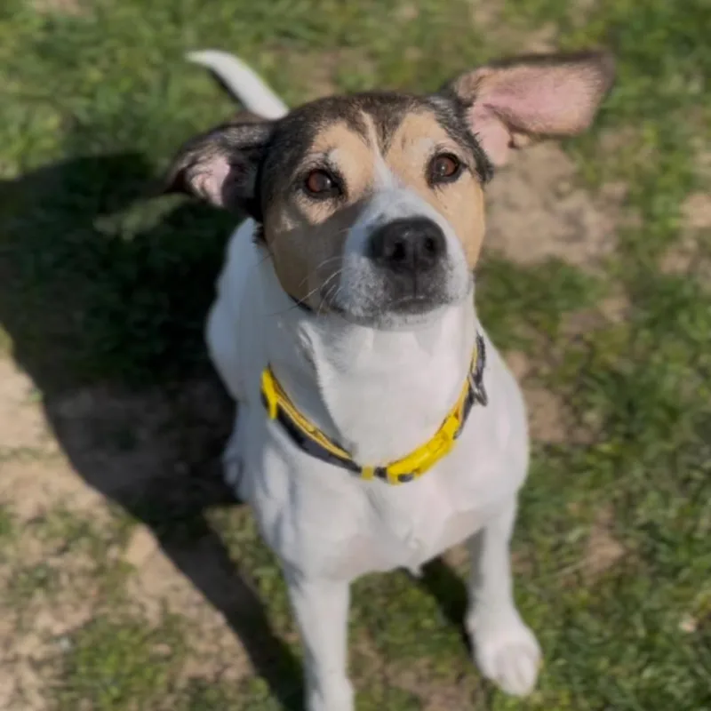 A senior medium-sized male White / Cream Beagle dog named Bruce T Moose for adoption in Marysville, OH