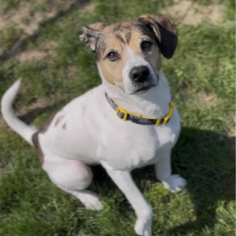 Bruce T Moose thumbnail 3