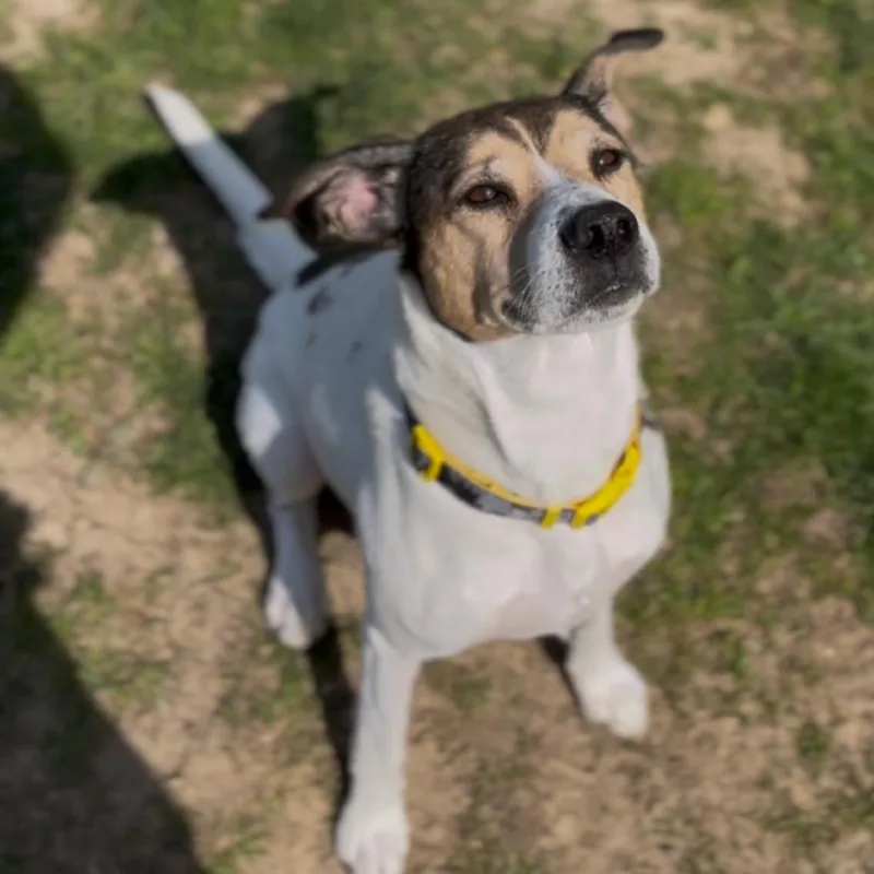 Bruce T Moose thumbnail 4