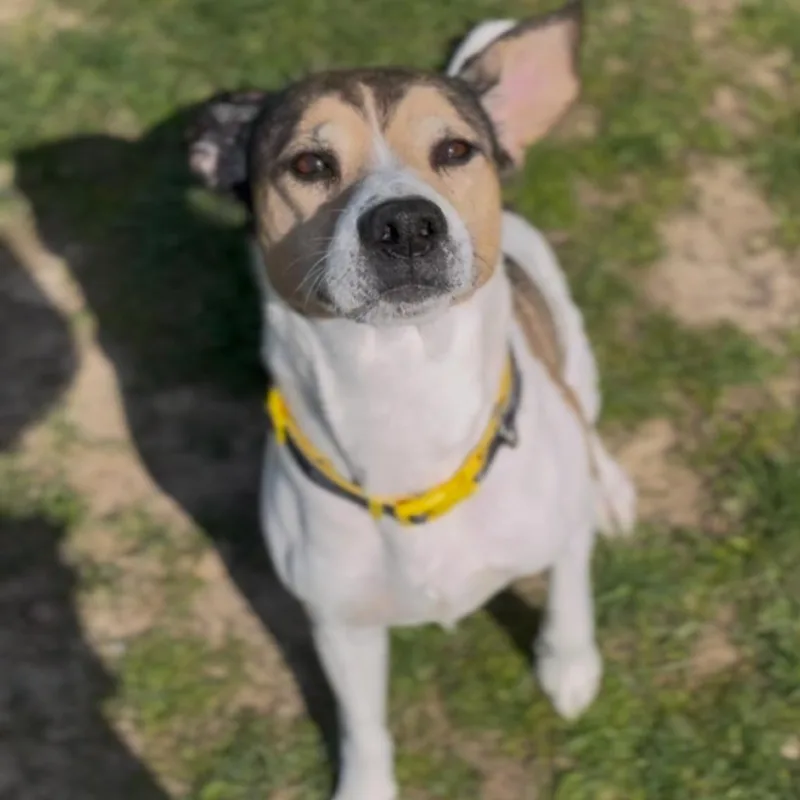 Bruce T Moose thumbnail 5