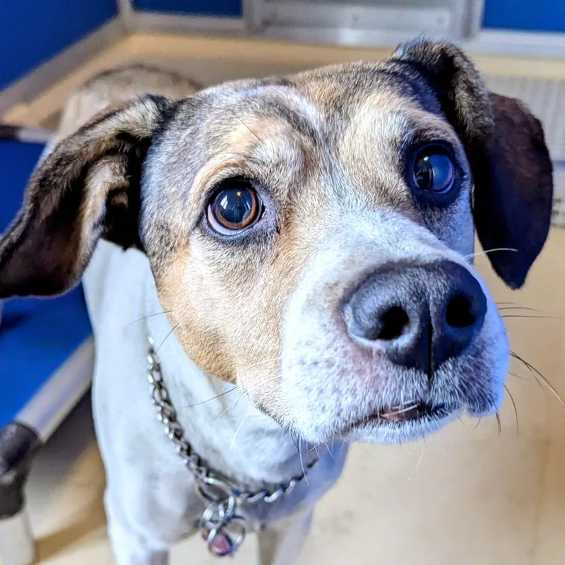 Bruce T Moose thumbnail 6