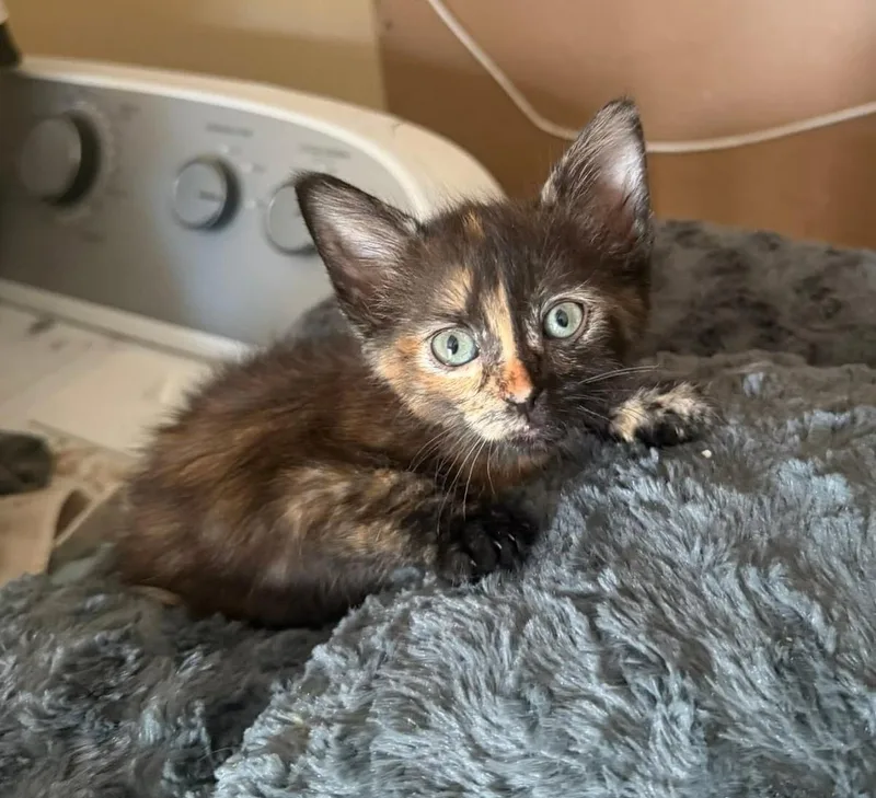 A baby medium-sized female Tortoiseshell Domestic Short Hair cat named Parker for adoption in Oklahoma City, OK