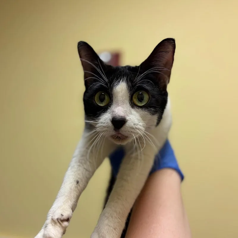 An adult medium-sized female Black Domestic Short Hair cat named Cherry on Top for adoption in Charlottesville, VA