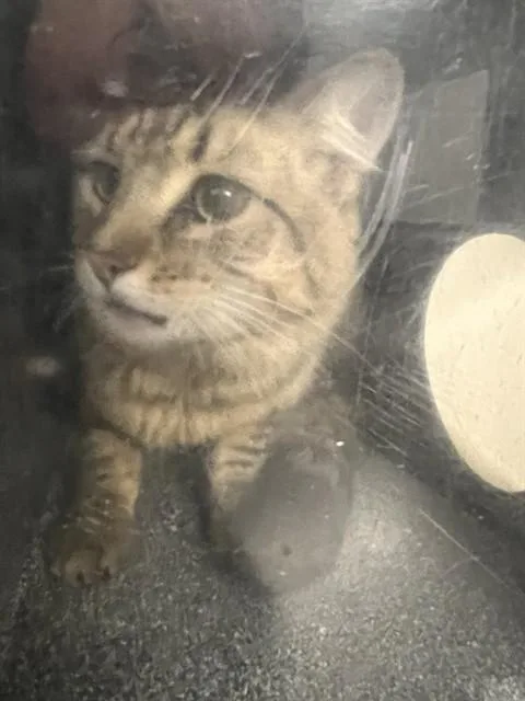 An adult large-sized male Domestic Short Hair cat named Timmy for adoption in Casper, WY