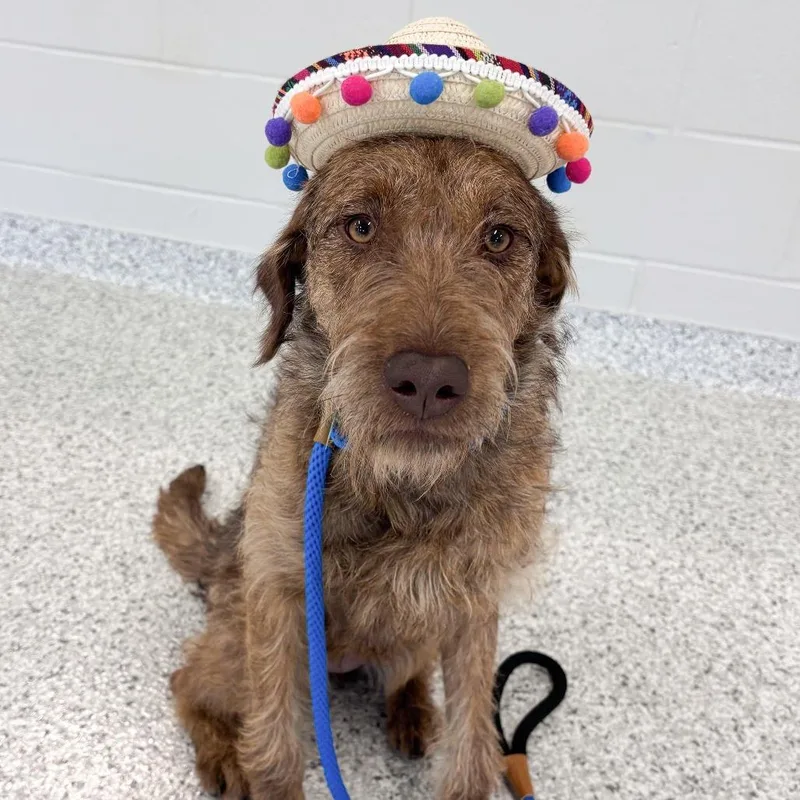Bentley thumbnail 2