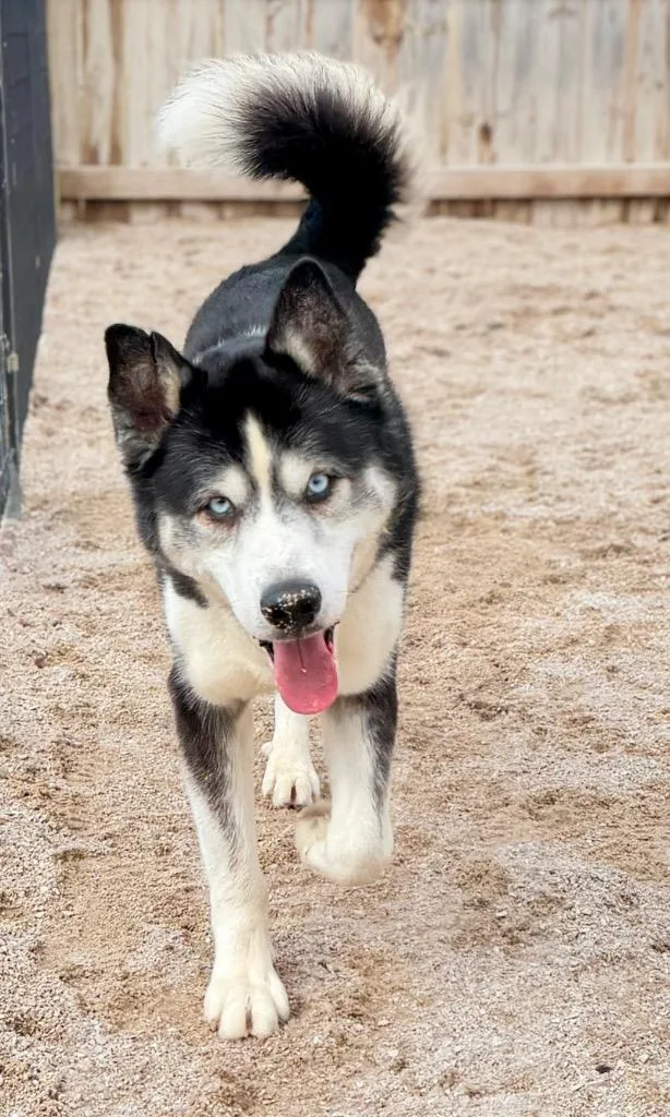 An adult large-sized male Husky dog named Eddie for adoption in Muskegon, MI