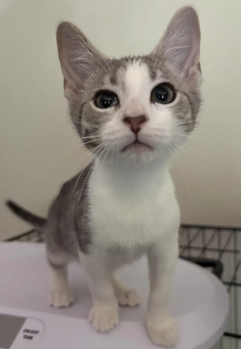 A baby medium-sized female Domestic Short Hair cat named Hazel for adoption in Zimmerman, MN