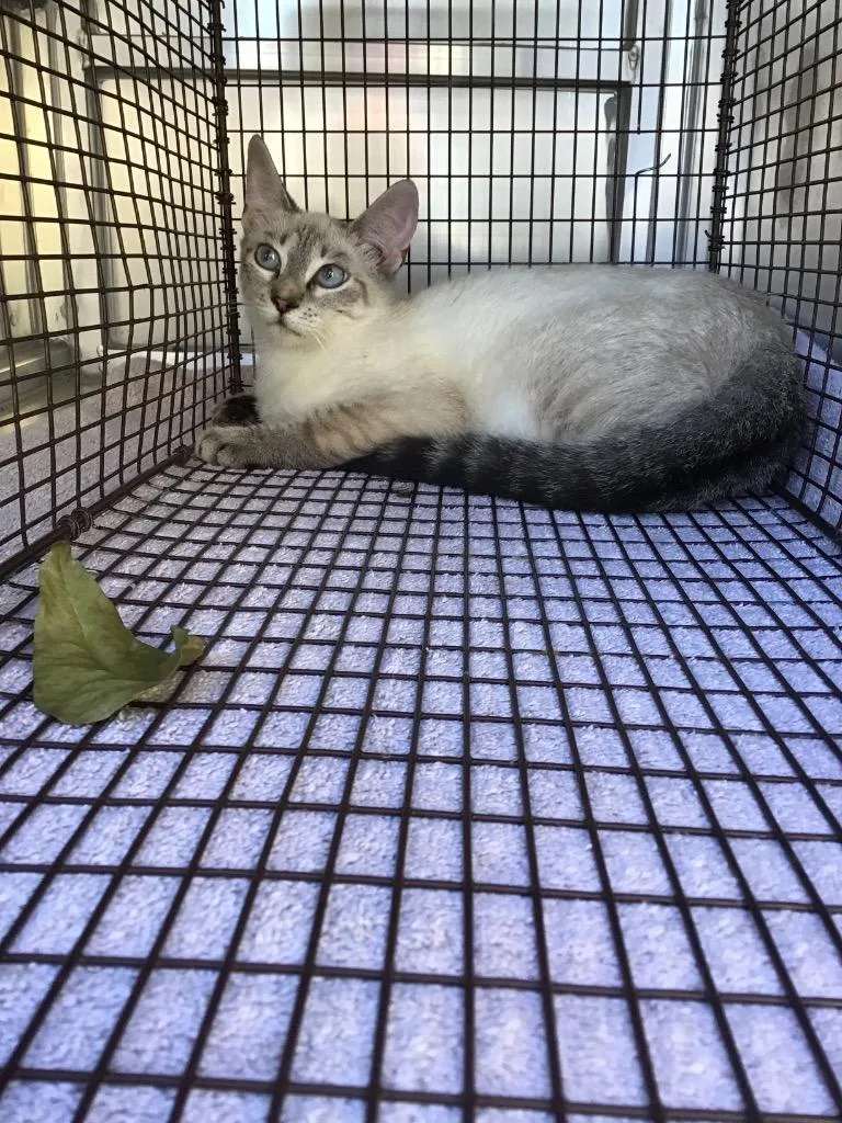 A young small-sized male Siamese cat named Ellie for adoption in New Braunfels, TX