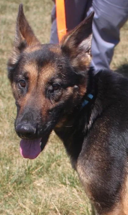 An adult large-sized female German Shepherd Dog dog named Sara for adoption in Taylorsville, NC