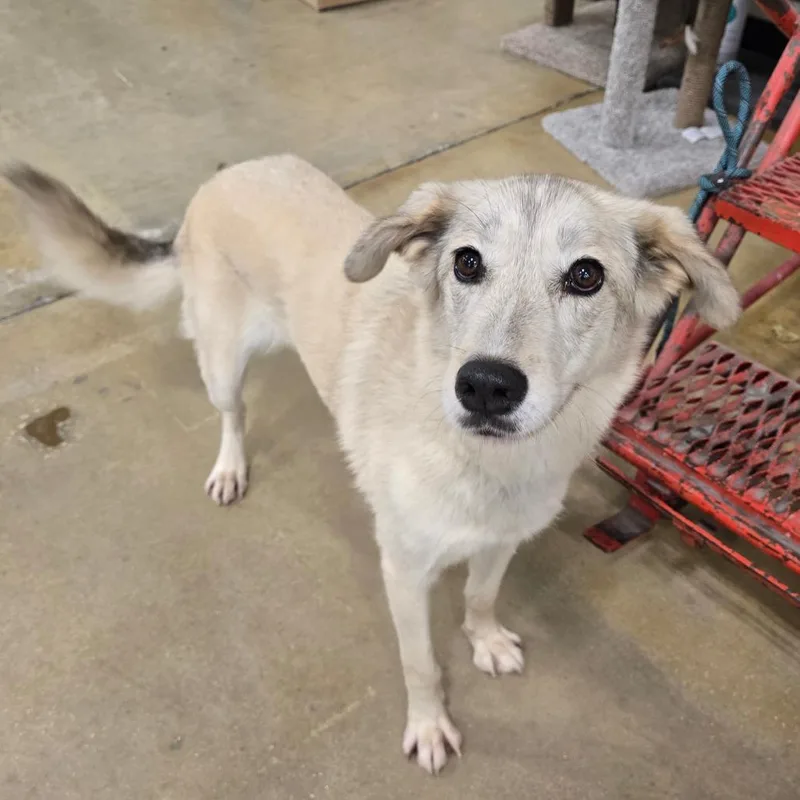 An adult medium-sized female White / Cream Mixed Breed dog named Marlene for adoption in Williston, FL