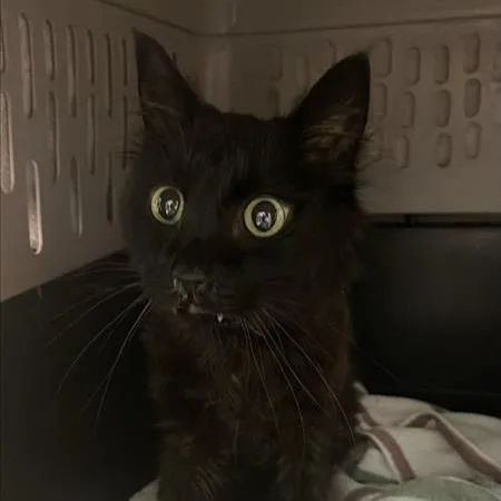 A senior medium-sized male Black Domestic Short Hair cat named Stanley for adoption in Tacoma, WA