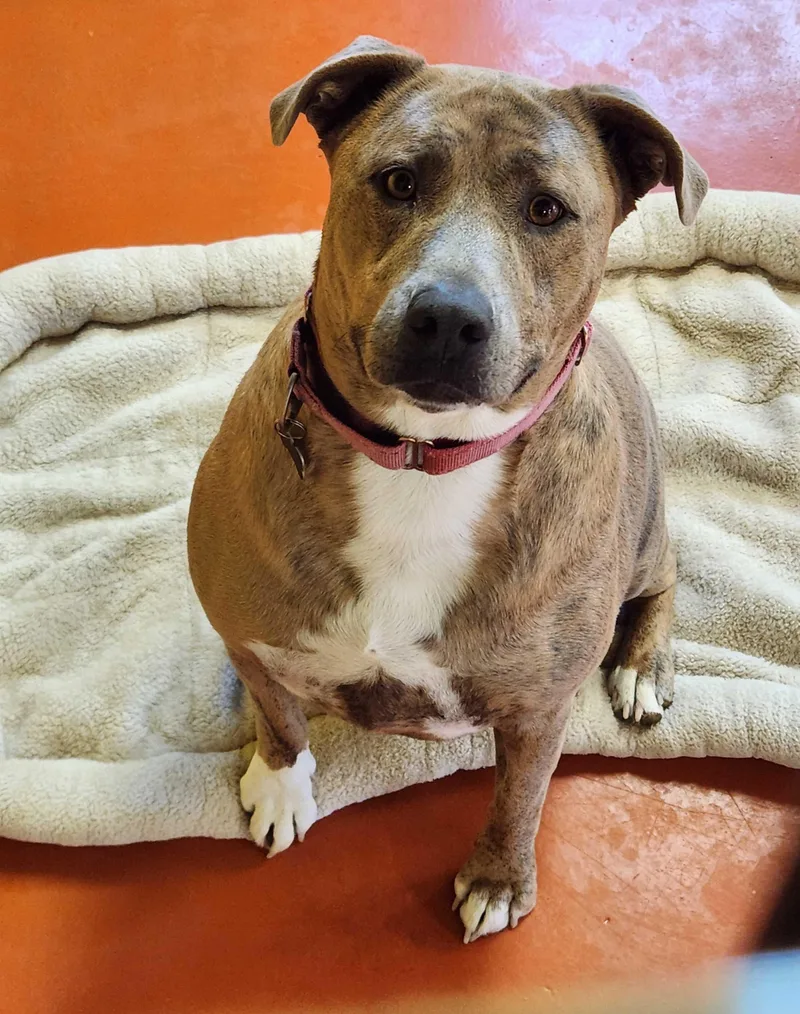 An adult large-sized male Pit Bull Terrier dog named Meatball for adoption in Ridgway, CO