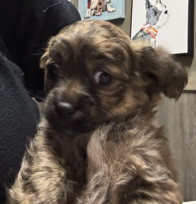 Trufflina thumbnail 2