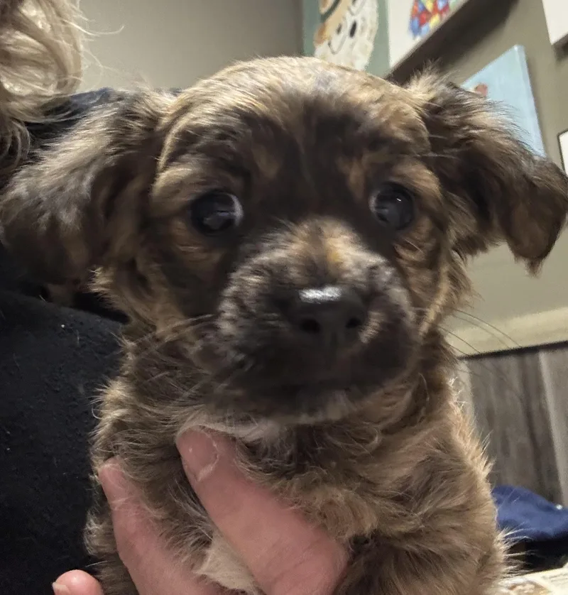 Trufflina thumbnail 3