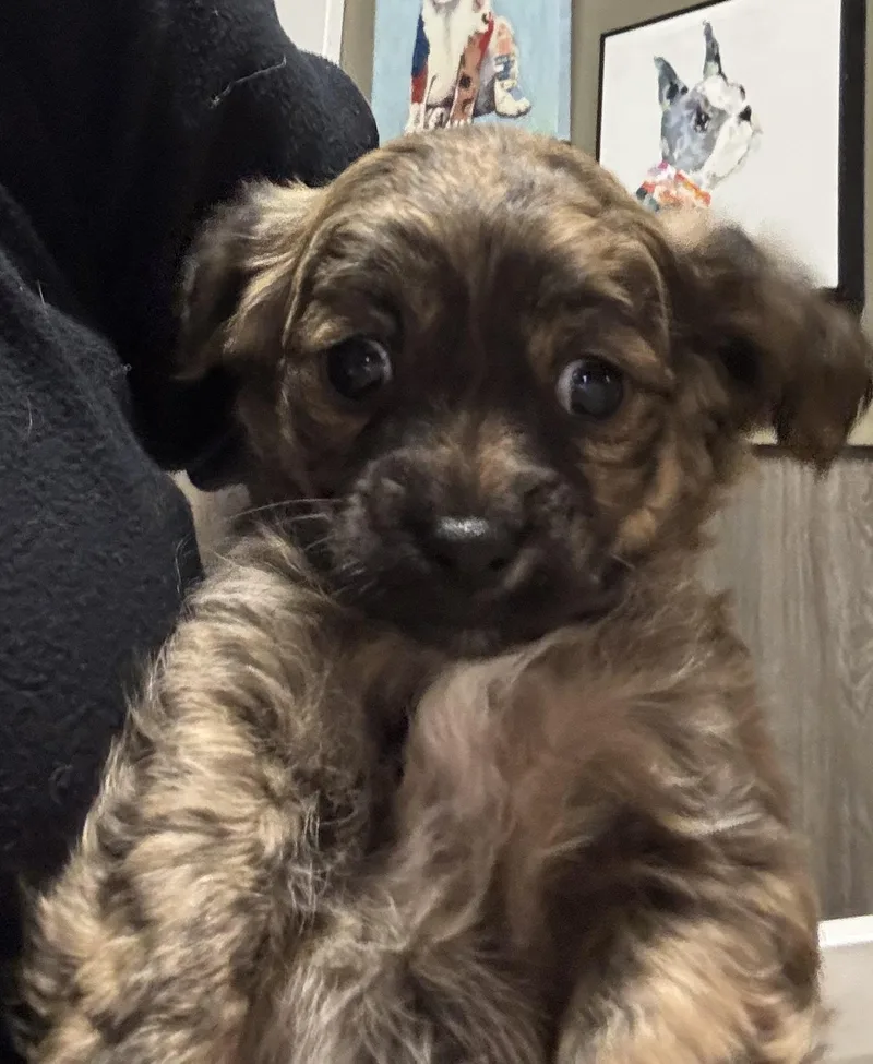 A baby small-sized female Brindle Chihuahua dog named Trufflina for adoption in Thousand Oaks, CA