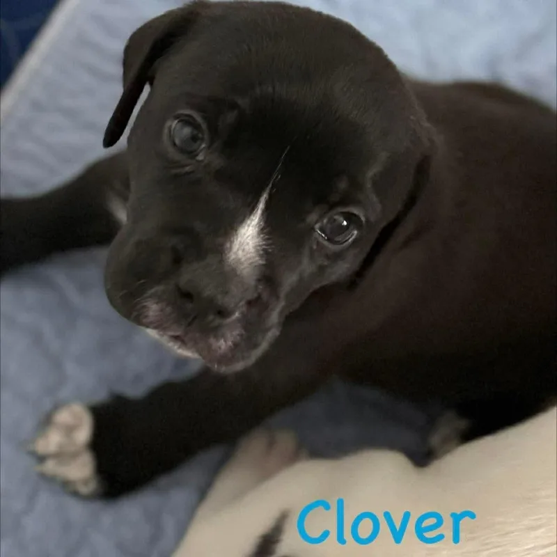 Clover thumbnail 3