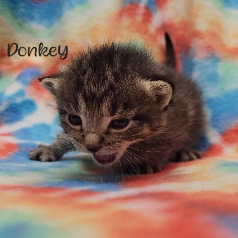A baby small-sized male Brown / Chocolate Domestic Short Hair cat named Donkey for adoption in Parkersburg, WV