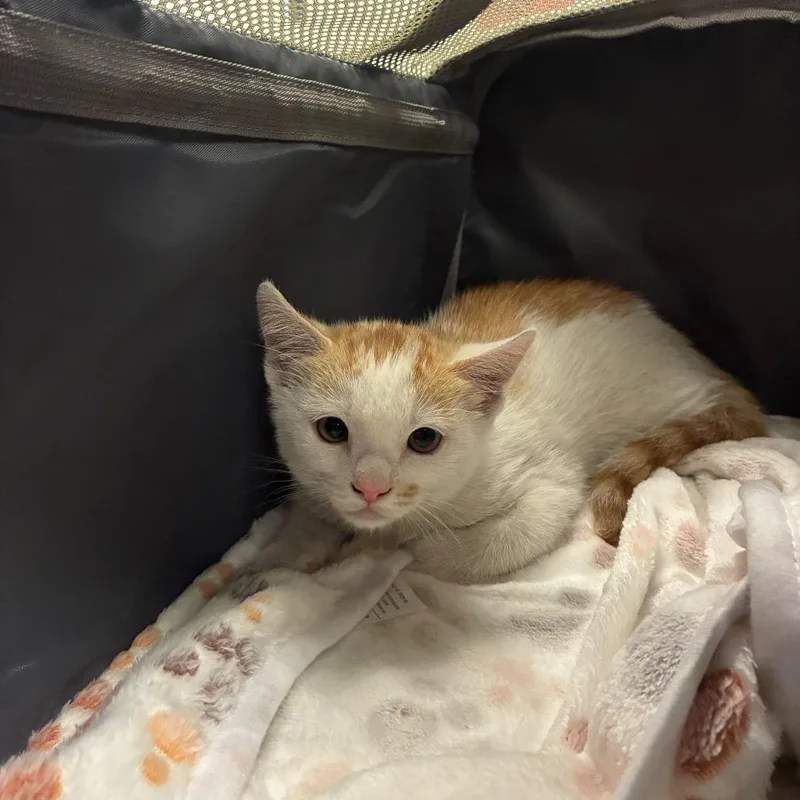 A baby small-sized male White Domestic Short Hair cat named Beeper for adoption in Los Angeles, CA