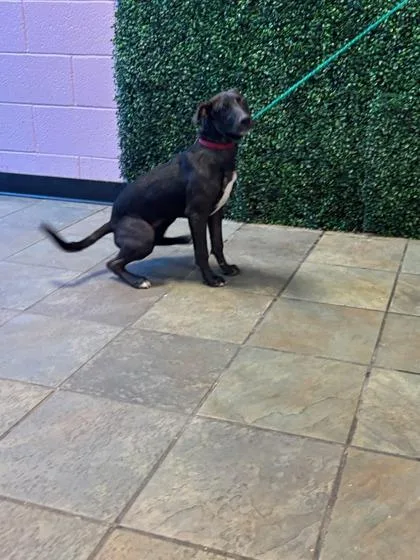 A baby small-sized female Black Mixed Breed dog named Pandora for adoption in El Paso, TX