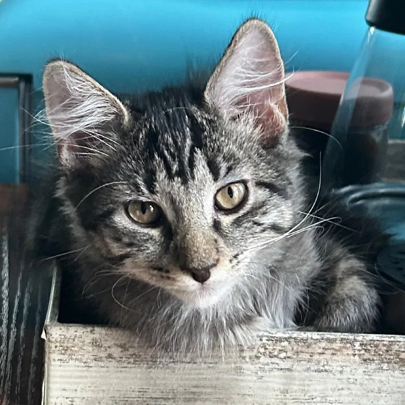 Tonka