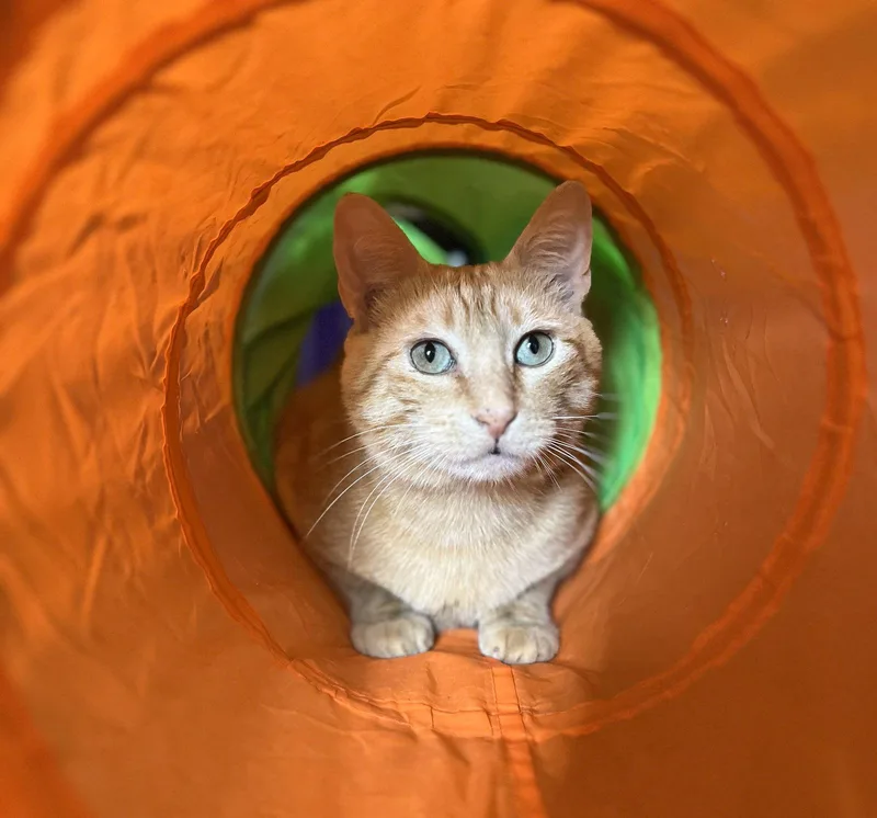 An adult medium-sized male Tabby (Orange / Red) Tabby cat named Clem for adoption in San Jose, CA