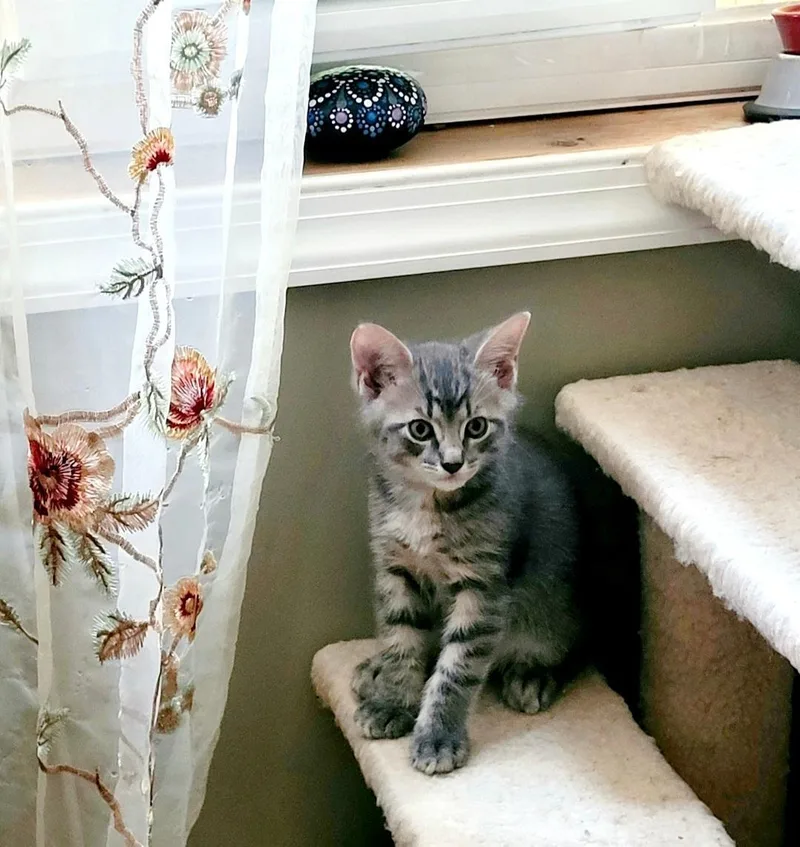 A baby small-sized male Tabby cat named Willow's Boy for adoption in Hockessin, DE