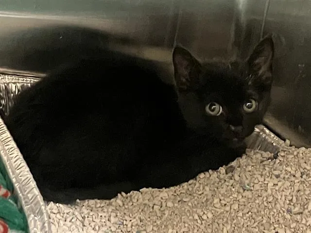 A baby small-sized female Domestic Short Hair cat named Cocoa for adoption in Tustin, CA