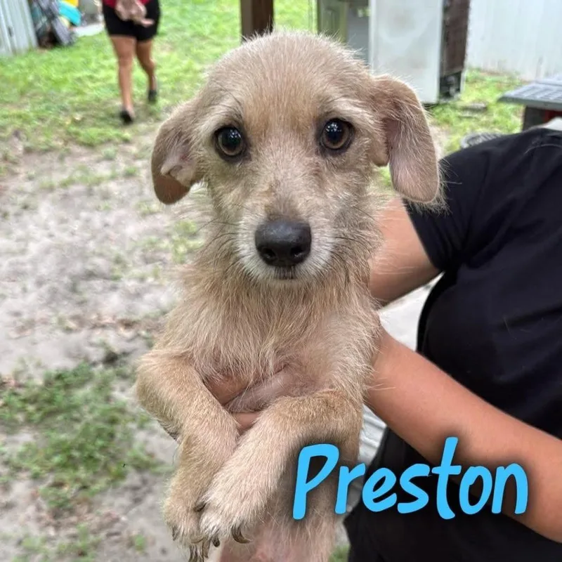 Preston