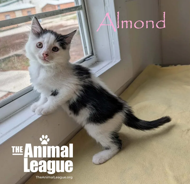 A baby medium-sized female White Domestic Medium Hair cat named Almond for adoption in Groveland, FL