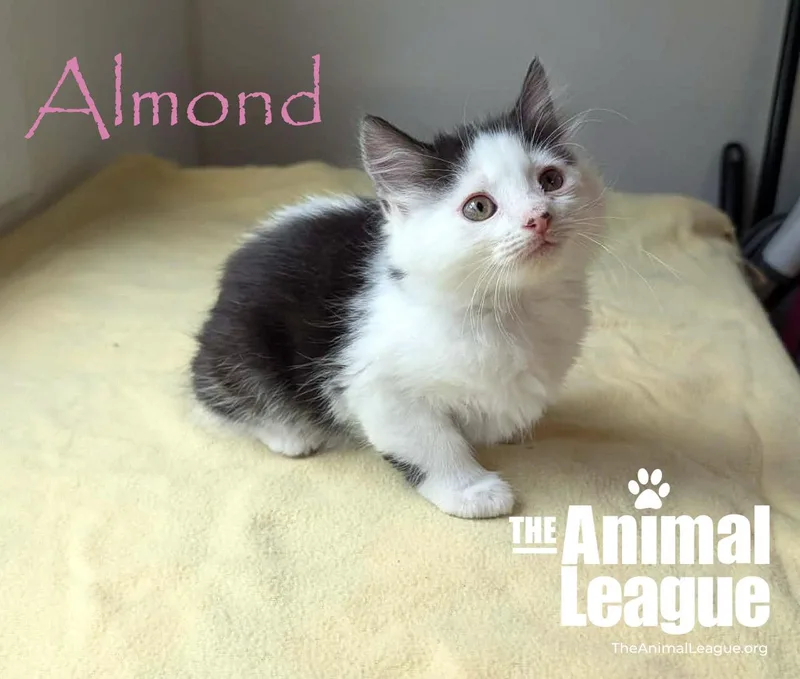 Almond thumbnail 2