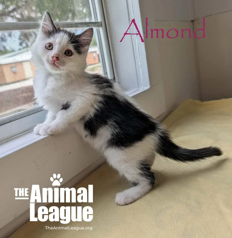 Almond thumbnail 3